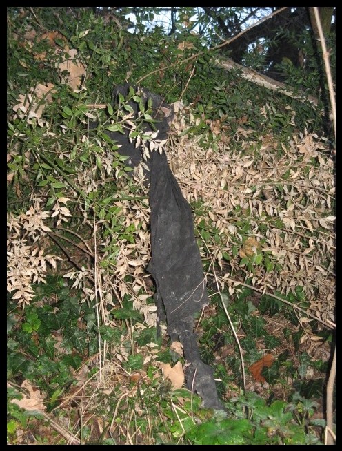 il bosco misterioso..